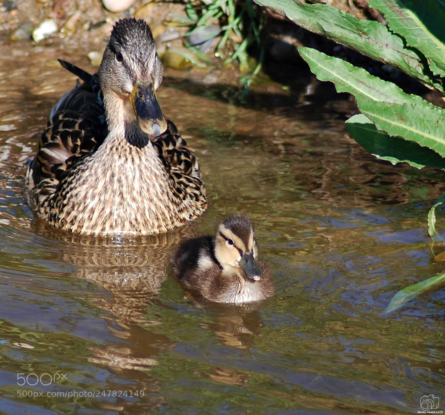Nikon D60 sample photo. Untitled photography