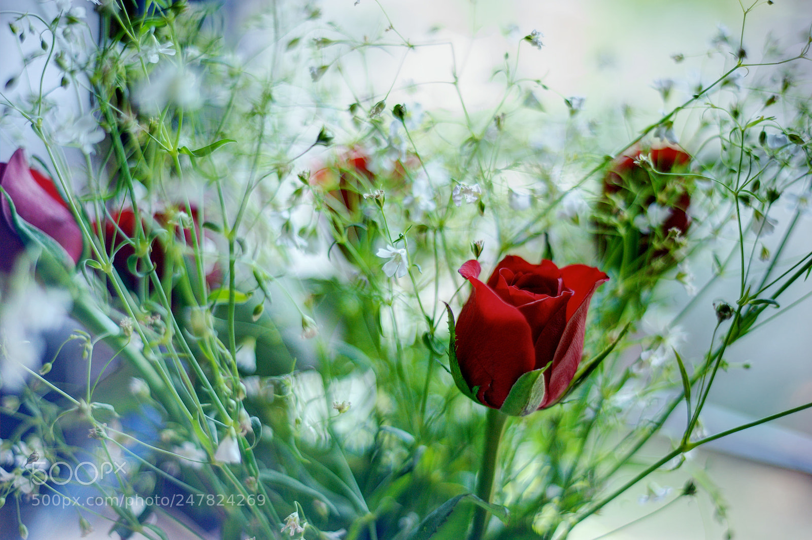 Nikon D700 sample photo. A rose... photography