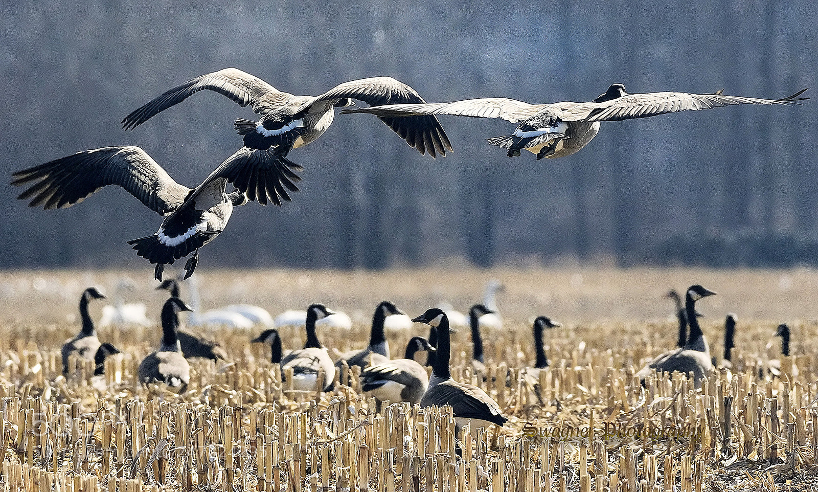 Canon EOS 7D Mark II sample photo. Goose goose geese photography