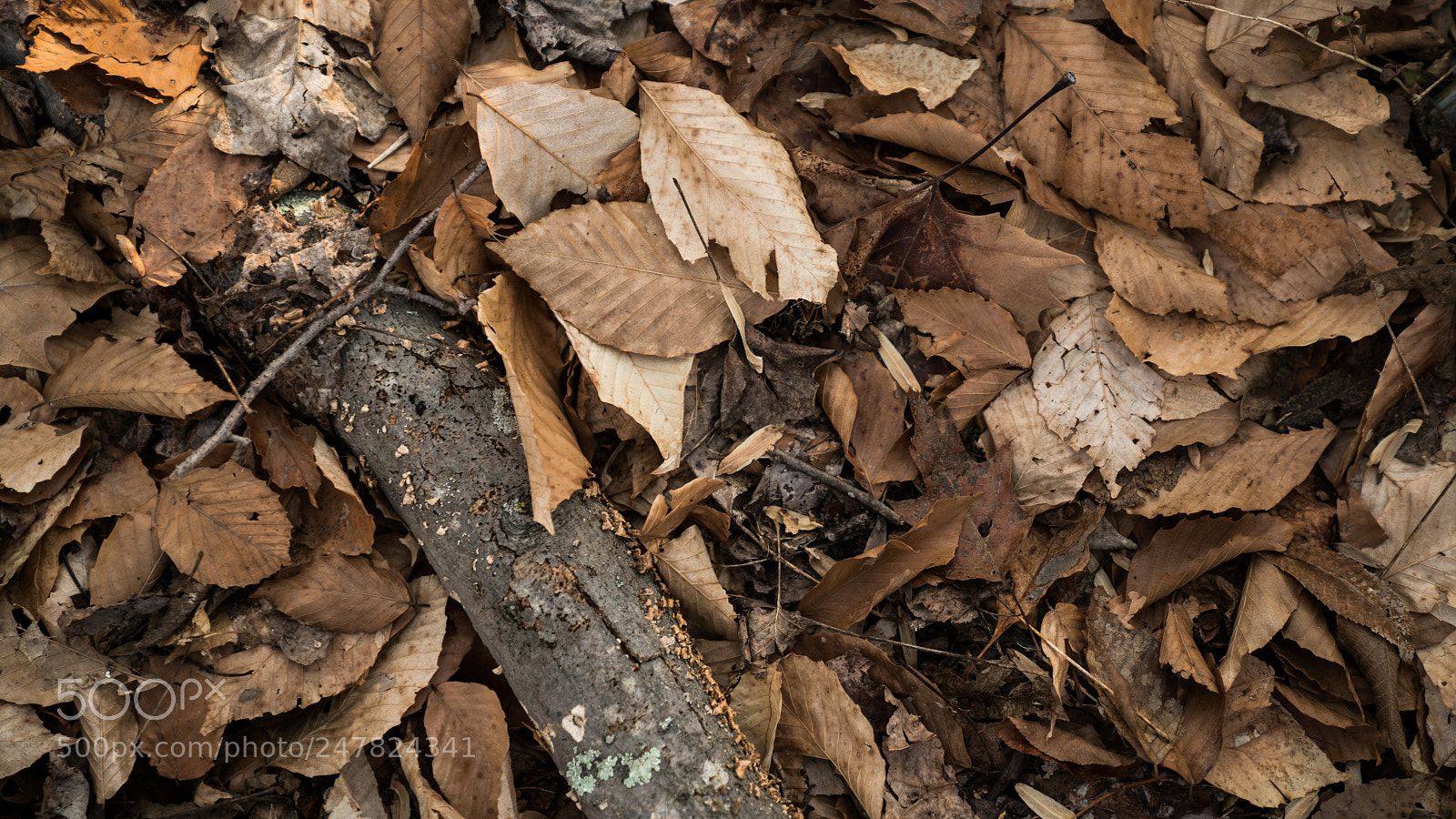 Sony a7R II sample photo. 落叶 photography