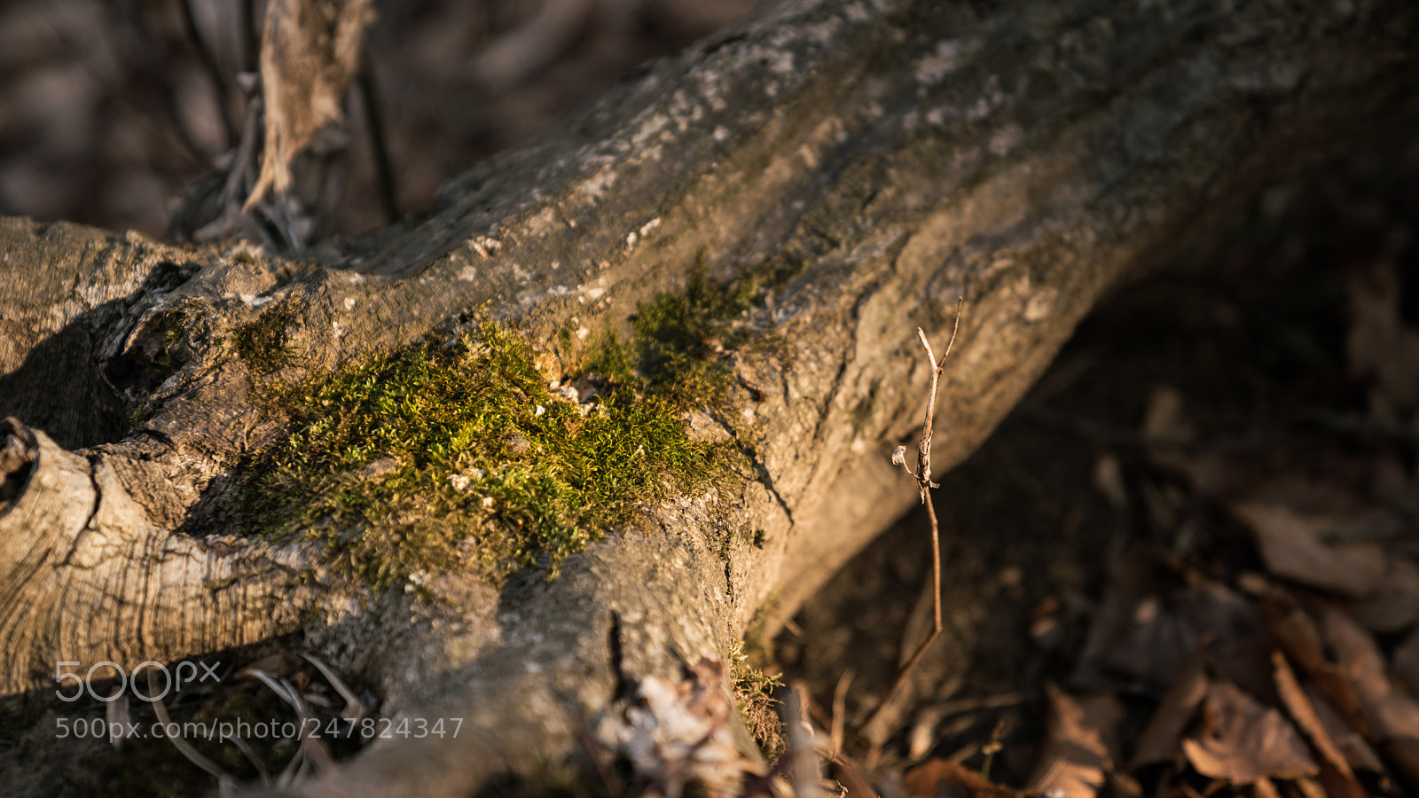 Sony a7R II sample photo. 苔 photography