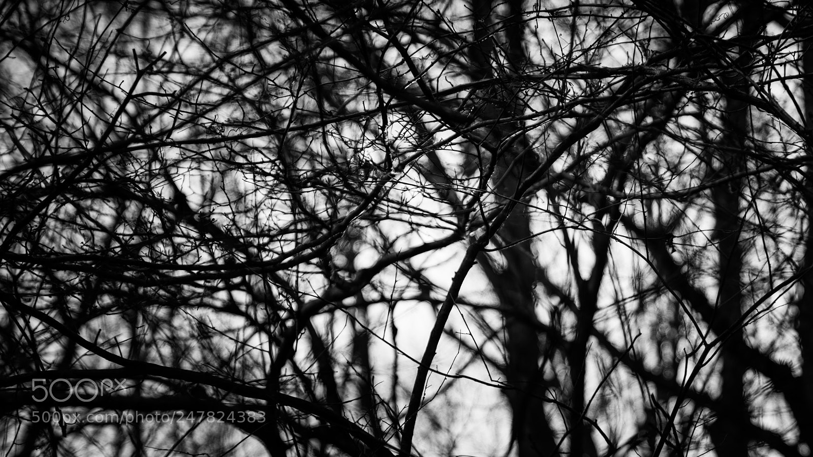 Sony a7R II sample photo. 木 photography