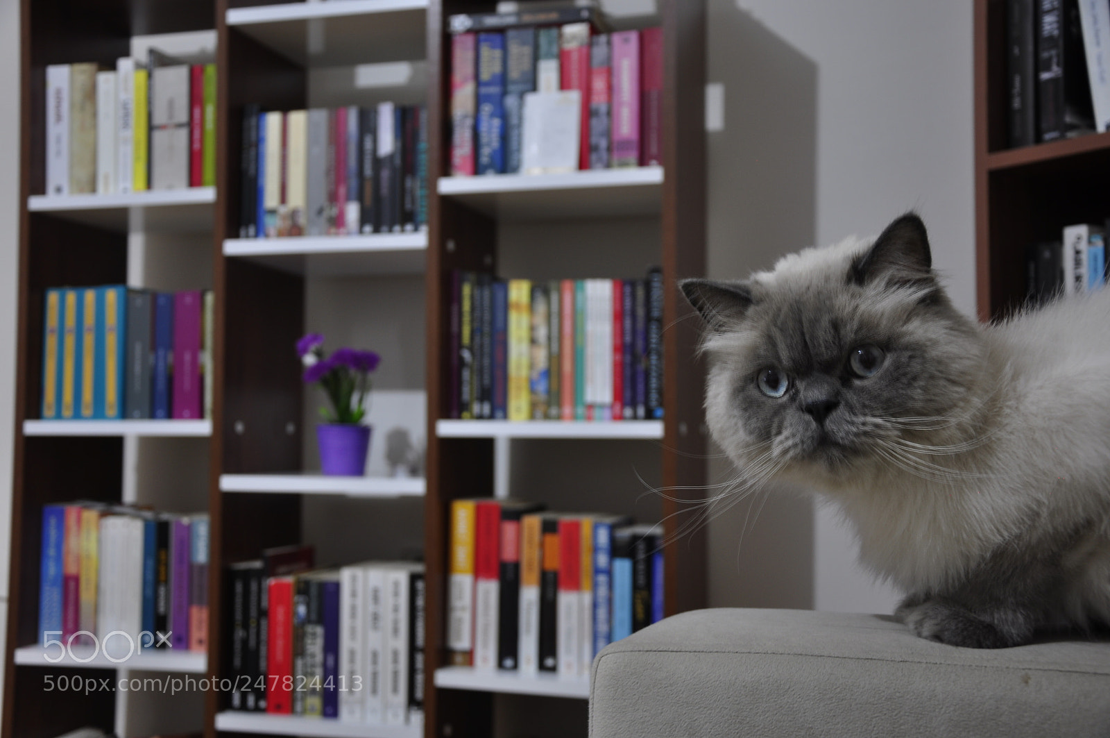 Nikon D90 sample photo. Untitled photography