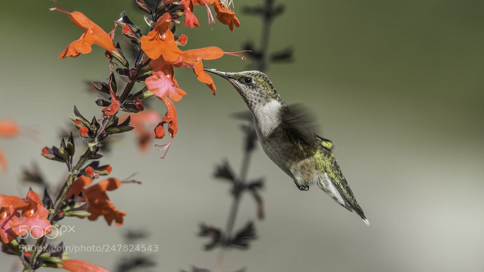 Nikon D7100 sample photo. A cap of pollen photography