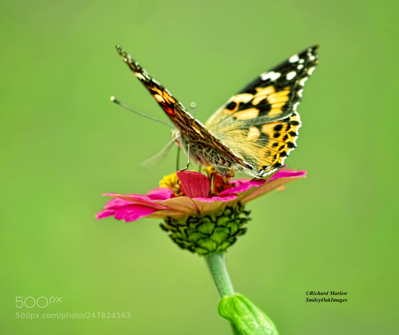 Nikon D5000 sample photo. Butterfly on zinnia photography