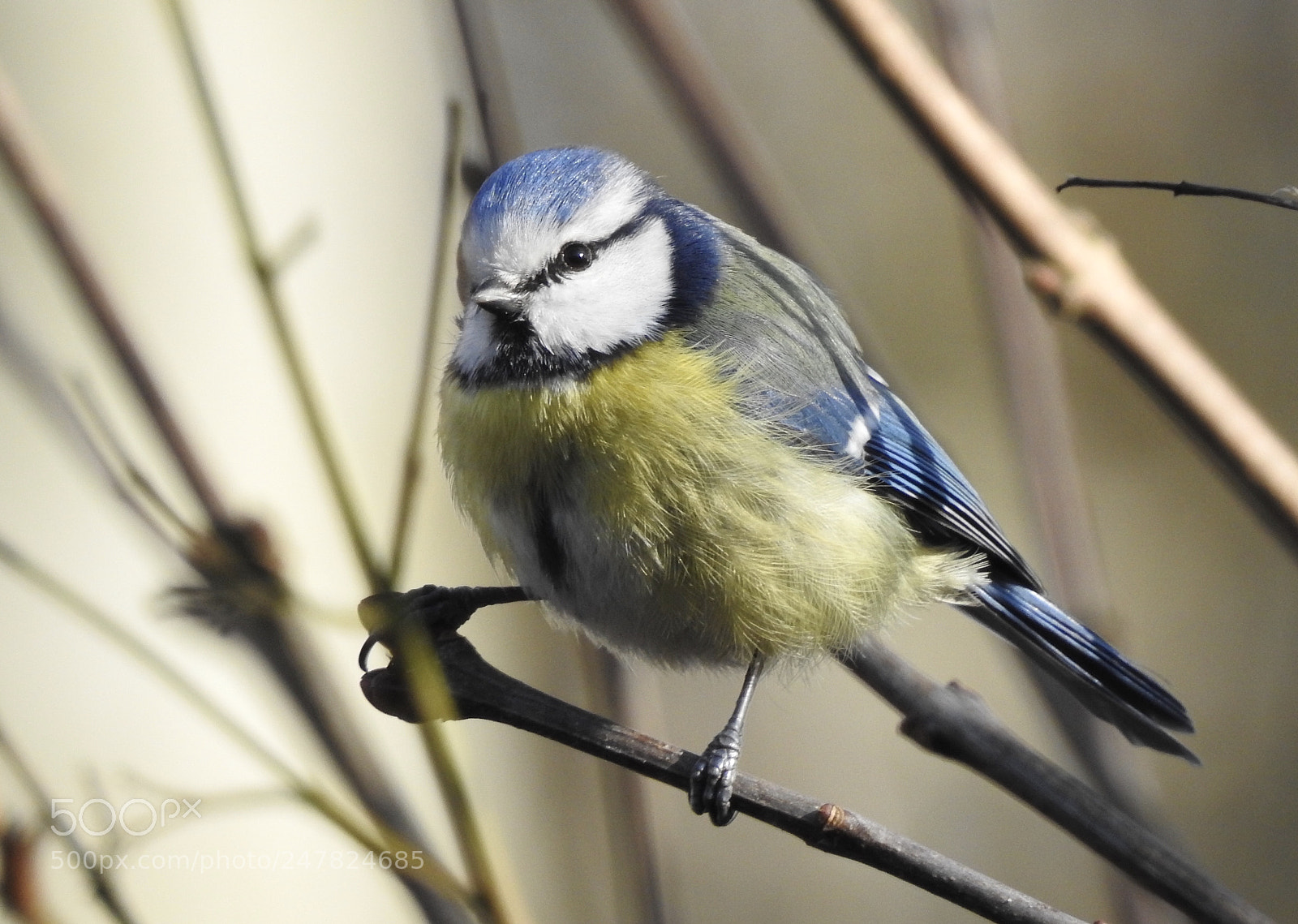 Nikon Coolpix P900 sample photo. Blue tit....? photography