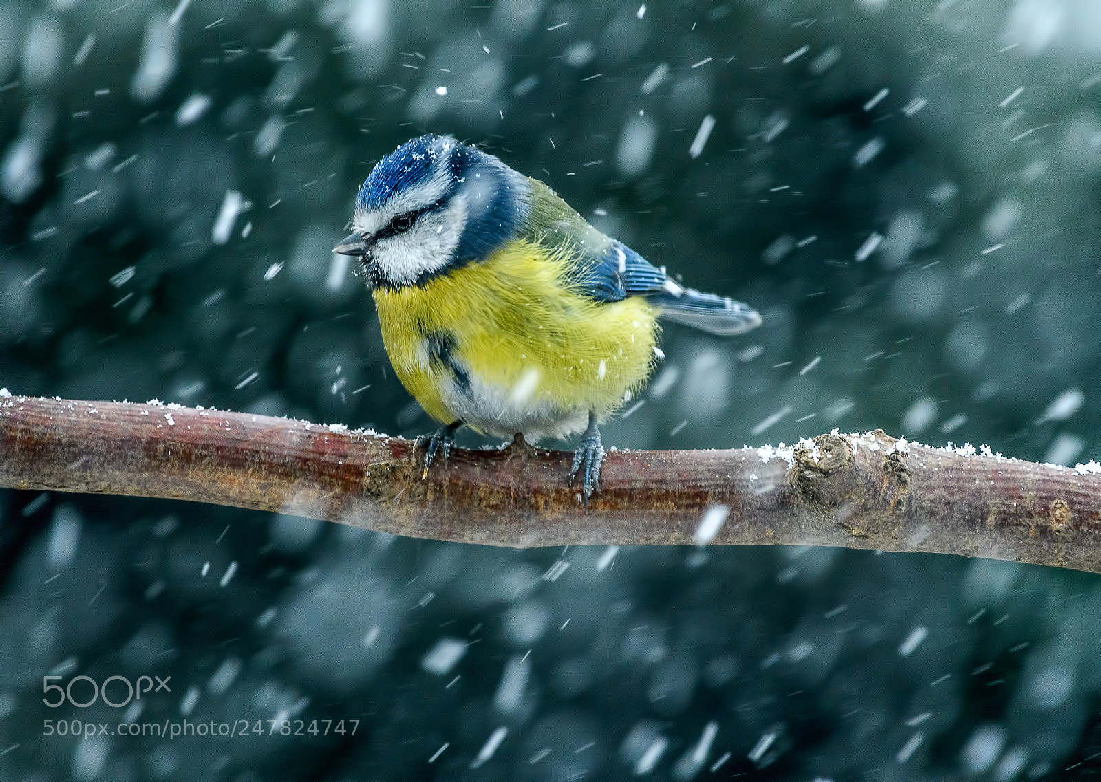 Nikon D500 sample photo. Blue tit in a photography