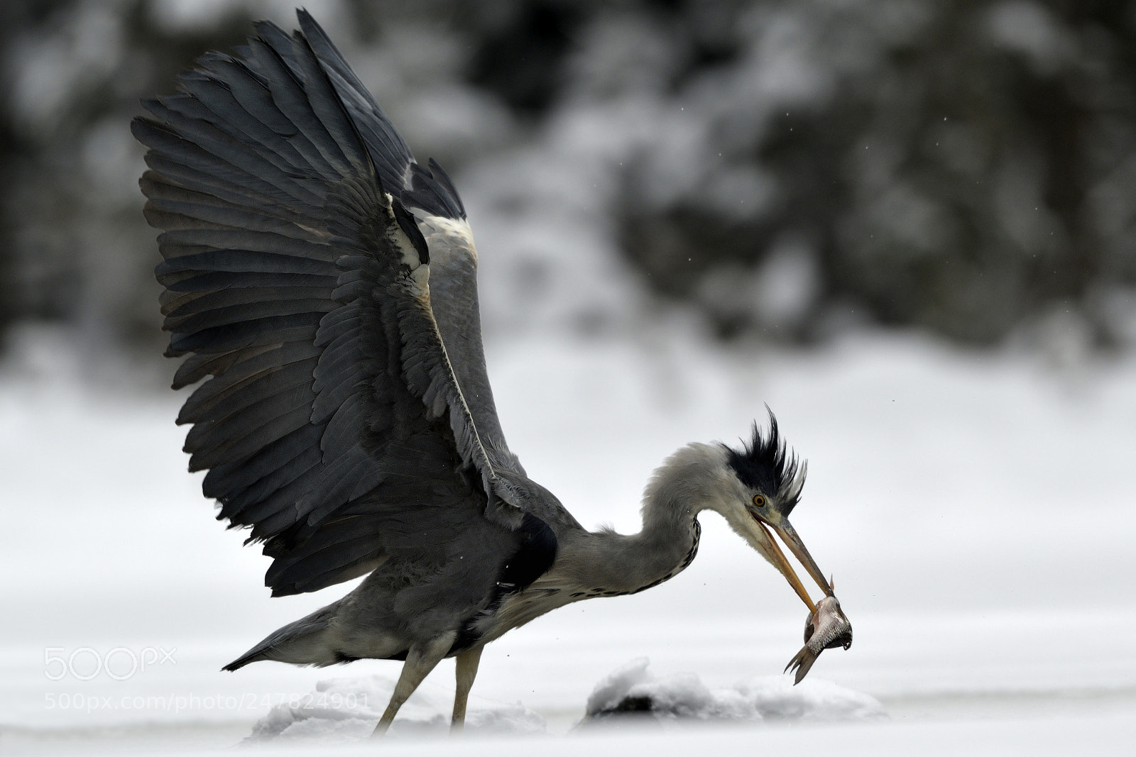 Nikon D500 sample photo. Heron photography