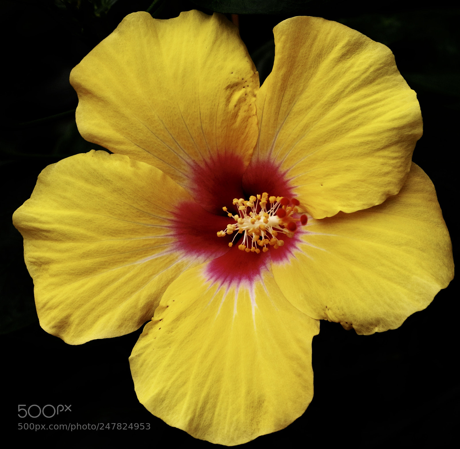 Canon EOS 7D Mark II sample photo. Hibiscus photography