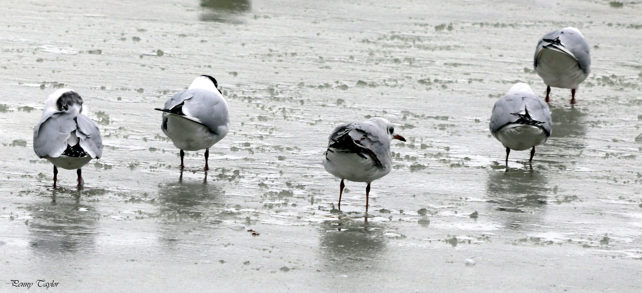 Canon EF 70-300 F4-5.6 IS II USM sample photo. Frozen photography