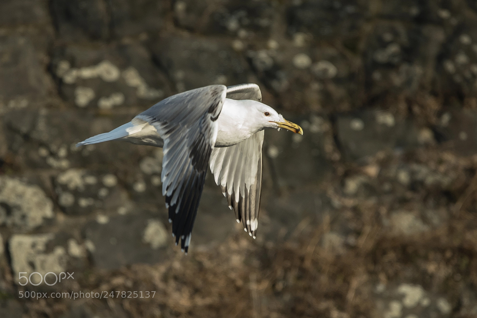Nikon D750 sample photo. European herring gull larus photography
