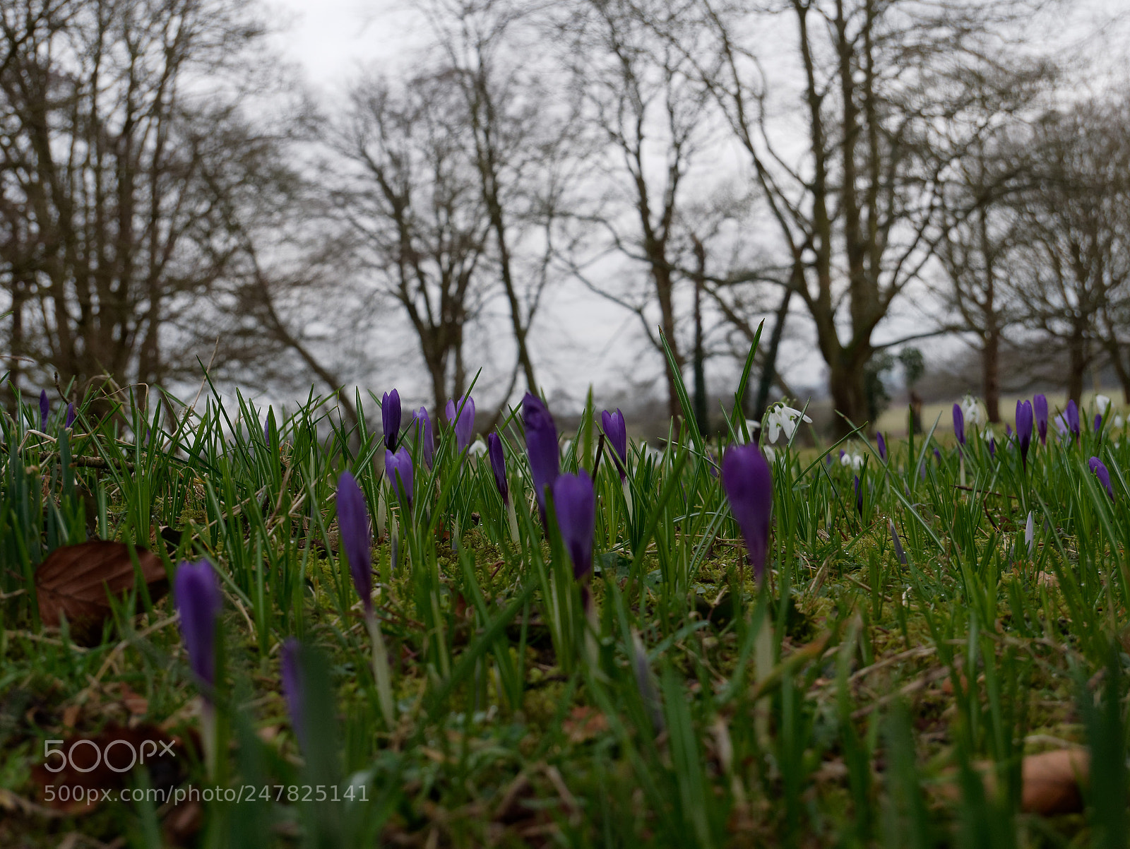 Panasonic Lumix DMC-G85 (Lumix DMC-G80) sample photo. Nearly spring photography