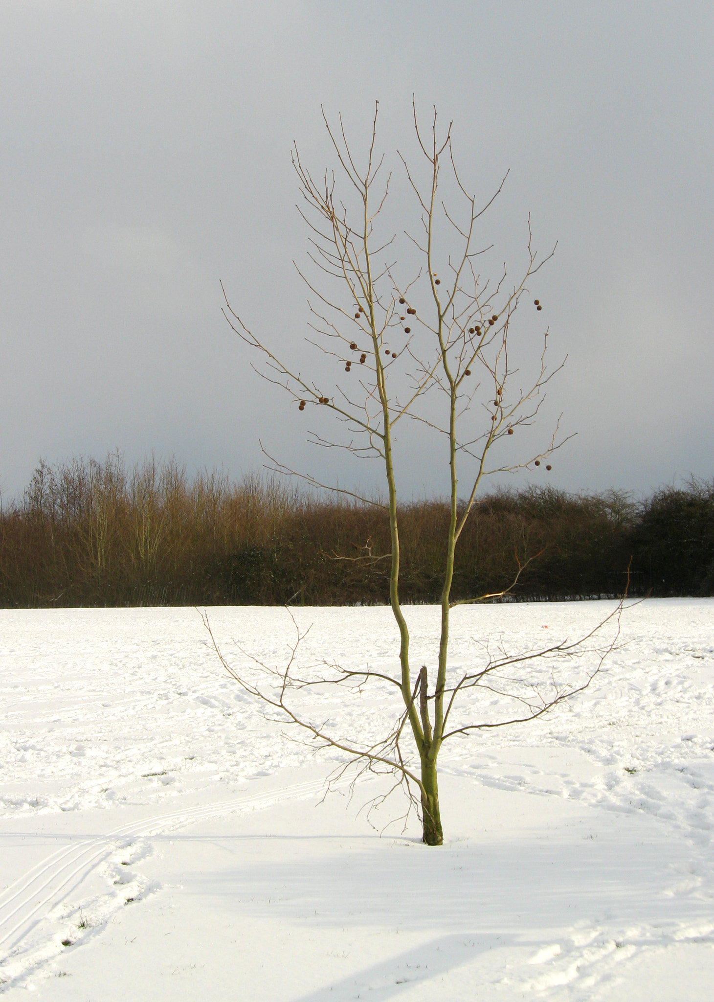 Canon POWERSHOT A550 sample photo. Small tree surrounded by snow photography