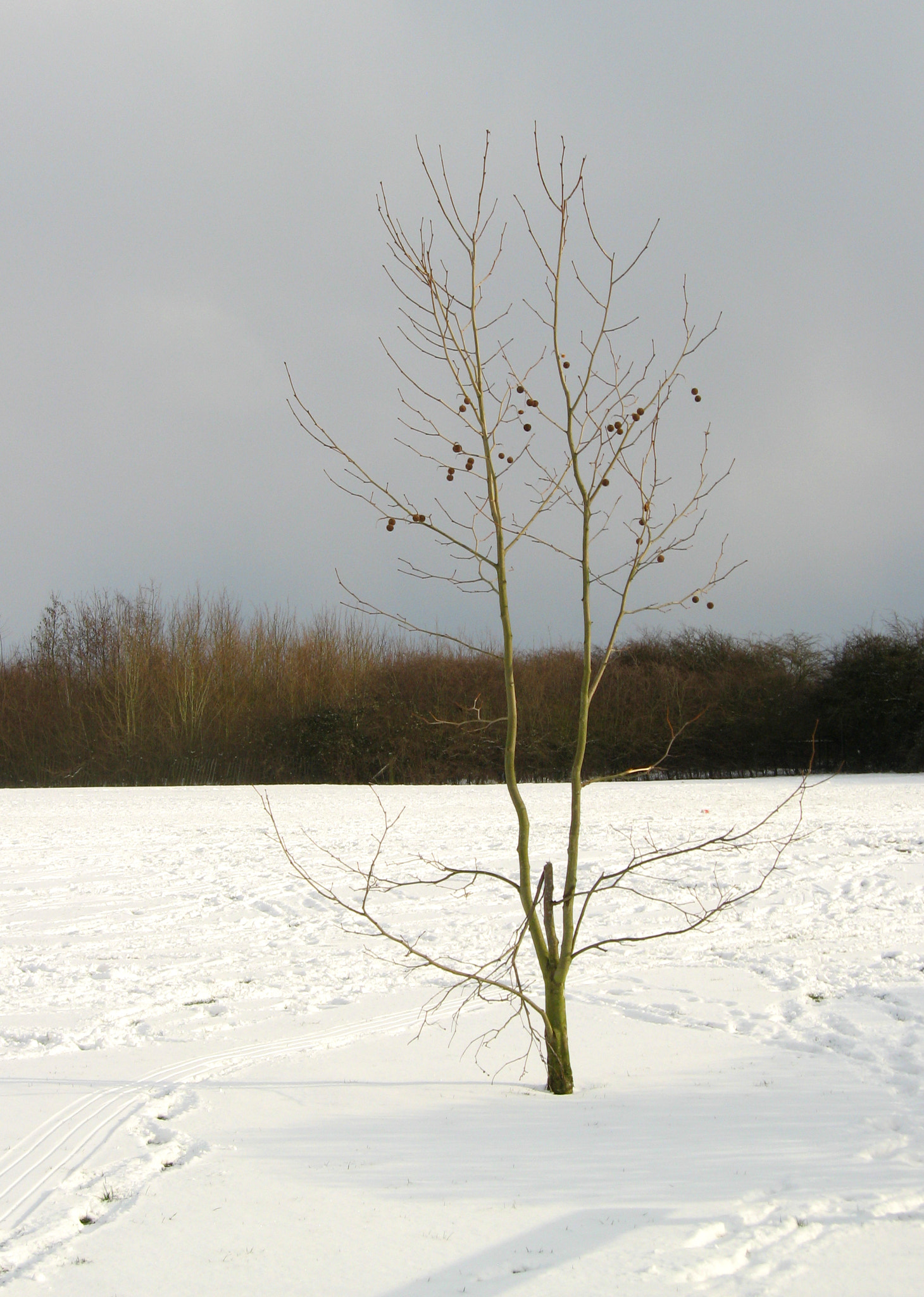 Canon POWERSHOT A550 sample photo. Small tree surrounded by snow photography