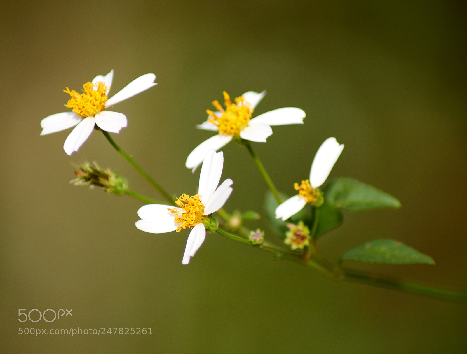 Canon EOS 750D (EOS Rebel T6i / EOS Kiss X8i) sample photo. Romerillo photography