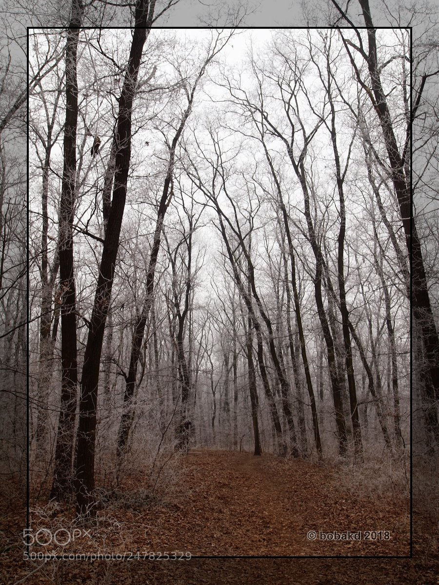 Olympus E-620 (EVOLT E-620) sample photo. Winter forest photography