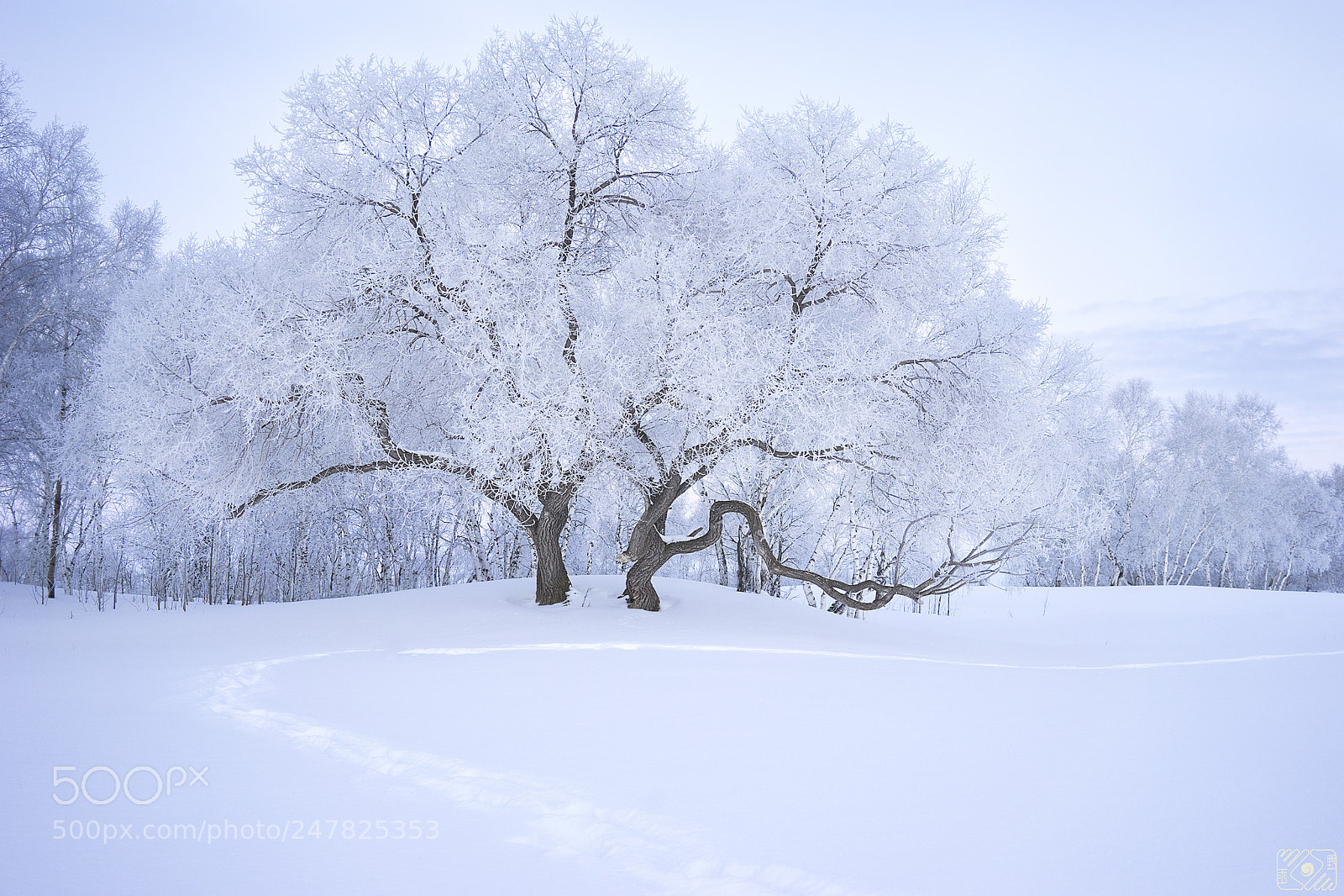 Sony a7 II sample photo. Snowtree photography
