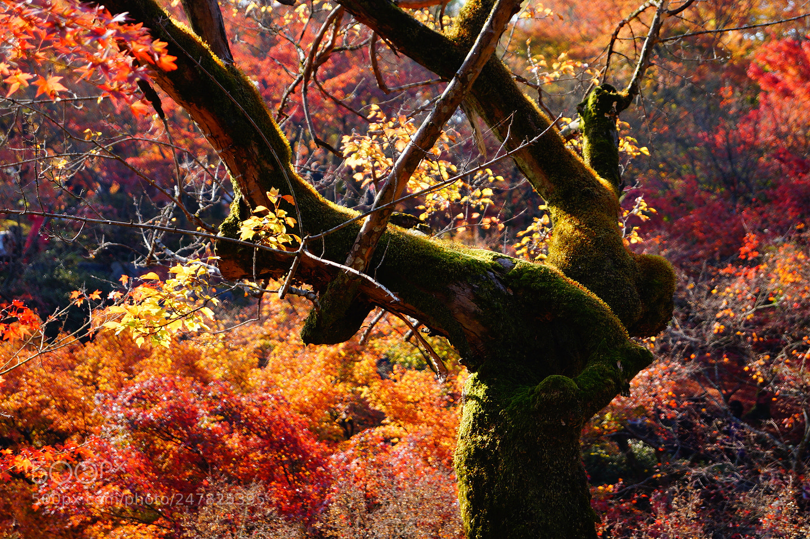 Sony SLT-A58 sample photo. 京都、秋の風景 photography
