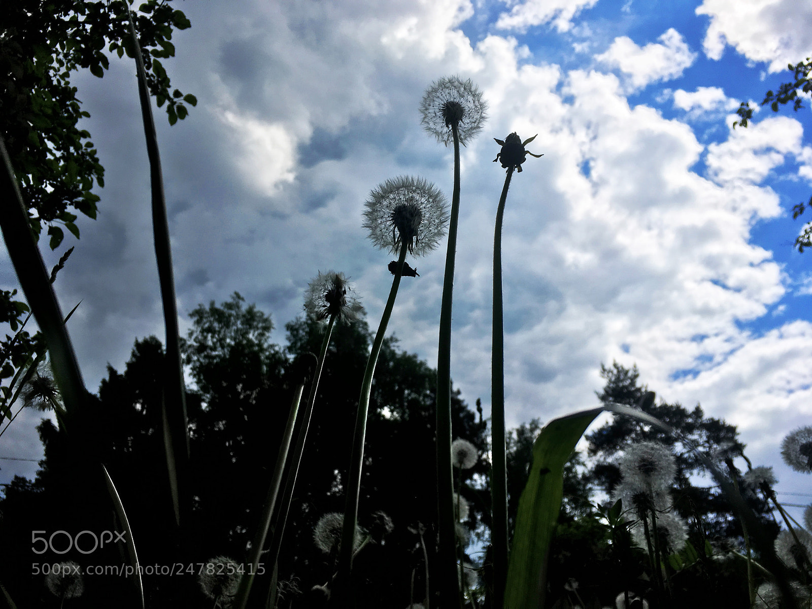 Apple iPhone SE sample photo. Dandelions photography