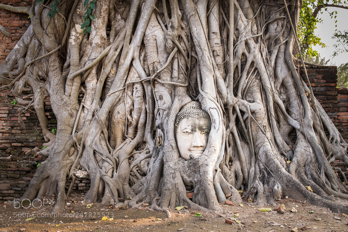 Nikon D610 sample photo. Buddha head, ayutthaya, thailand photography