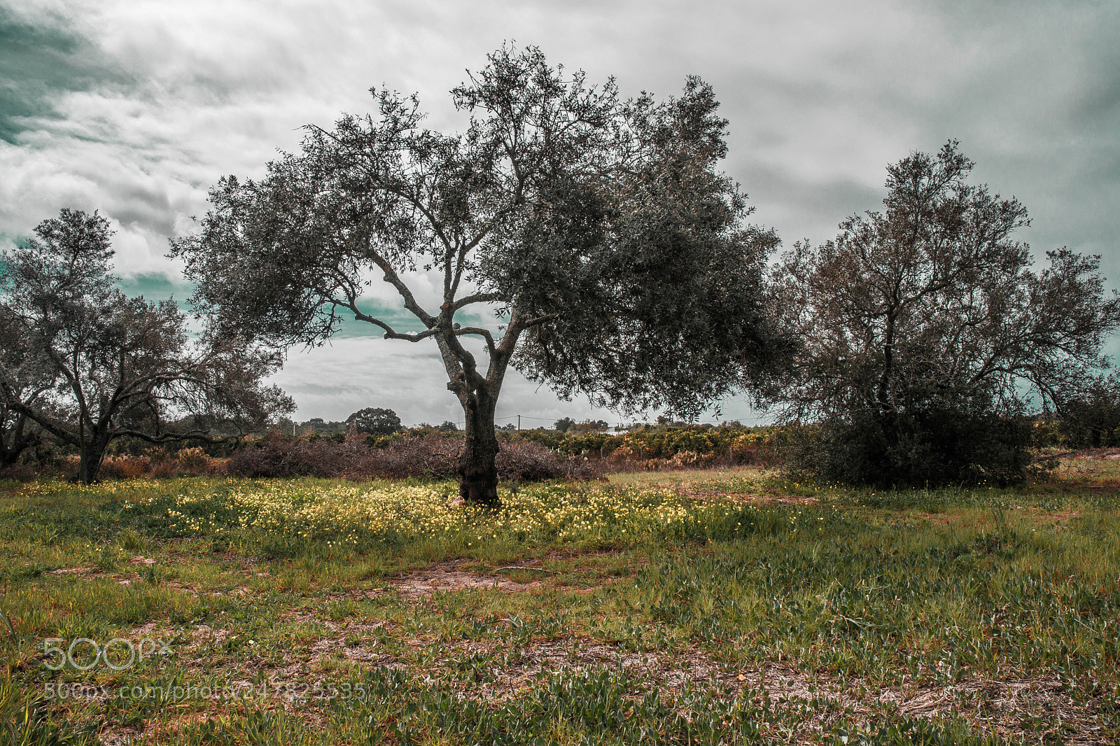 Nikon D5200 sample photo. Surreal fields photography