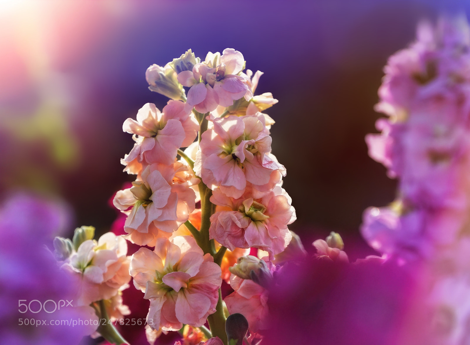 Sony a6300 sample photo. Flowers photography