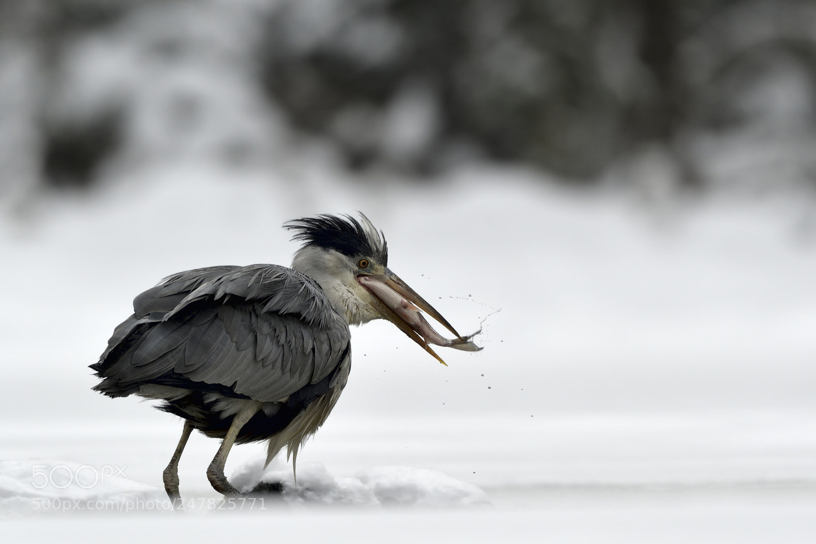 Nikon D500 sample photo. Heron photography