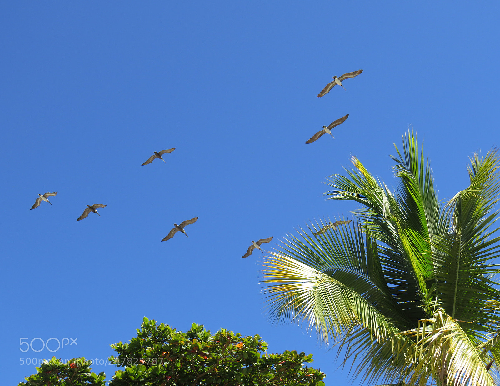 Canon PowerShot SX540 HS sample photo. Freedom photography