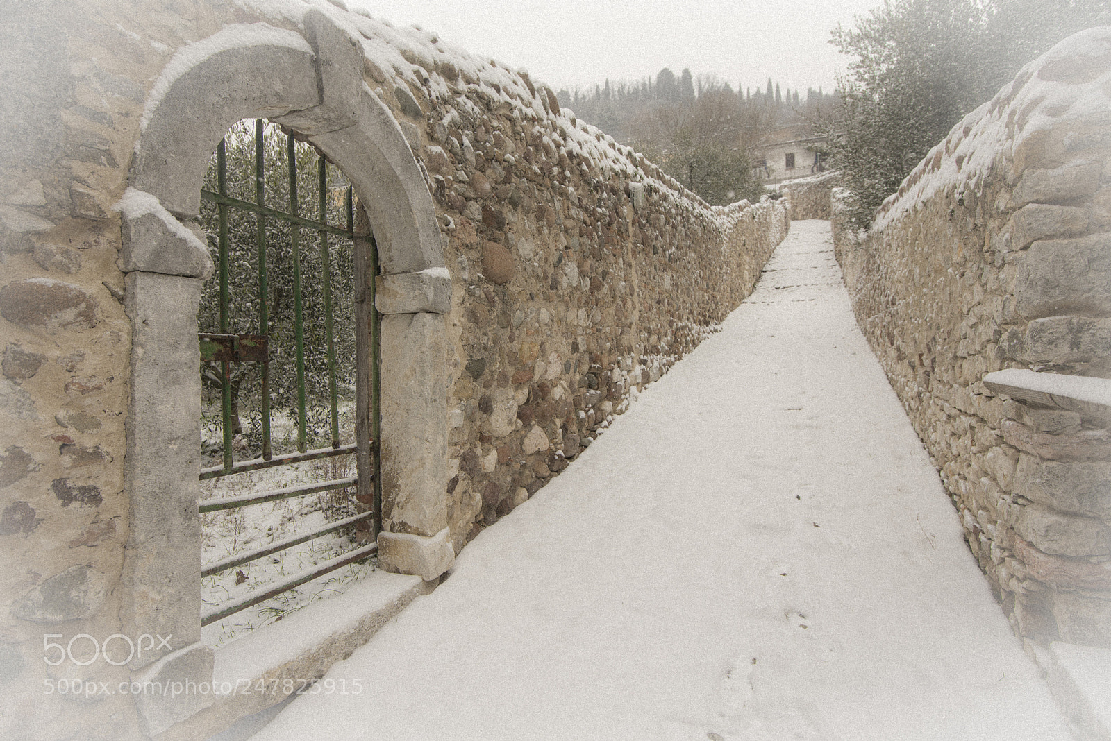 Nikon D600 sample photo. Introl nella neve photography