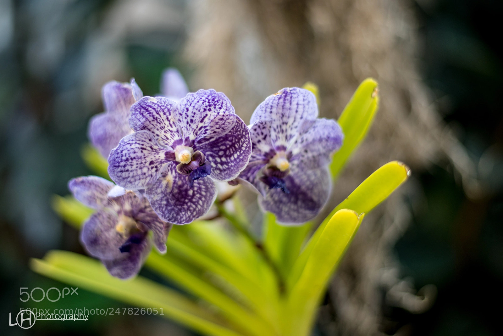 Nikon D810 sample photo. Graceful photography
