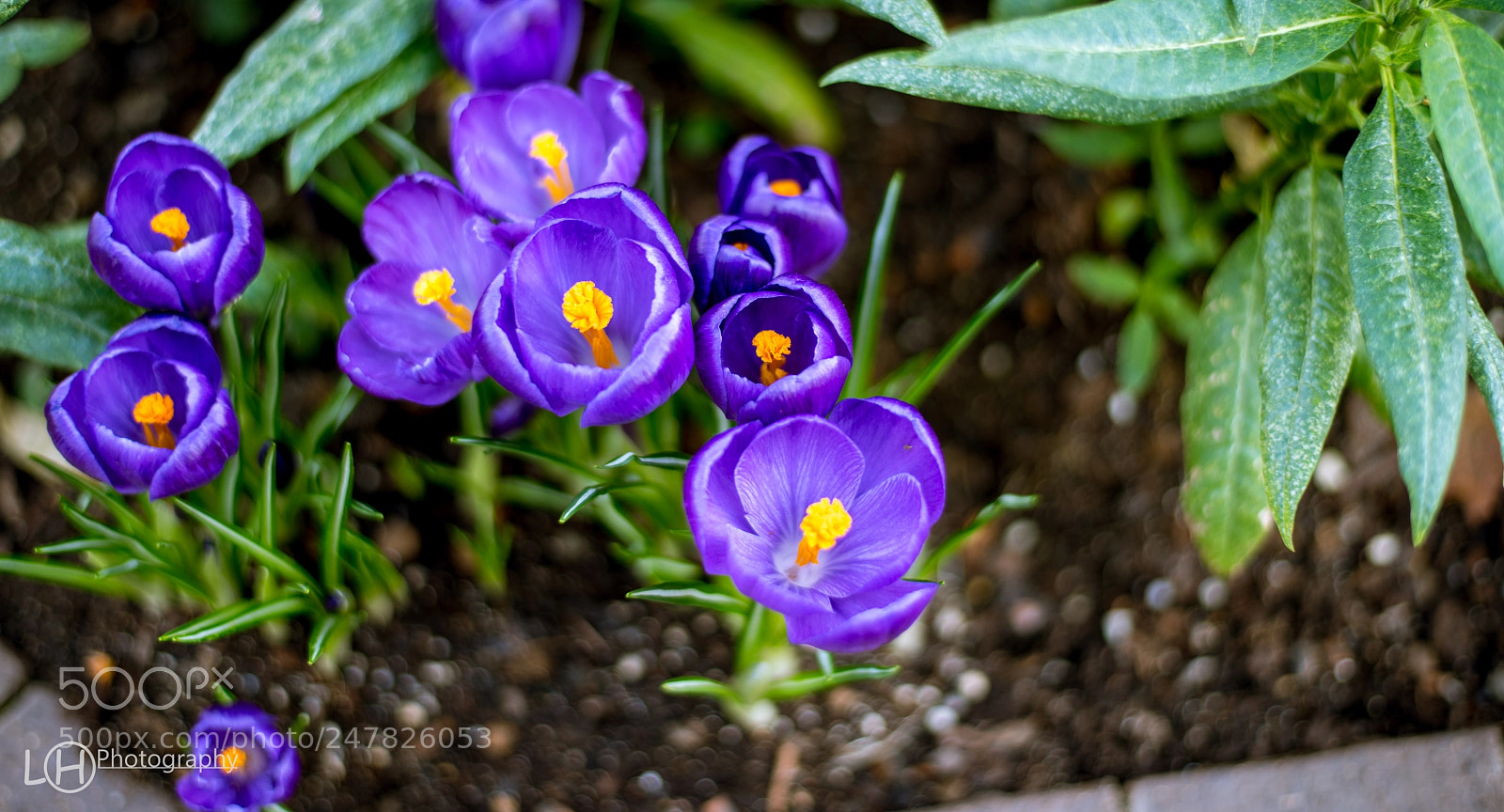 Nikon D810 sample photo. Strong photography