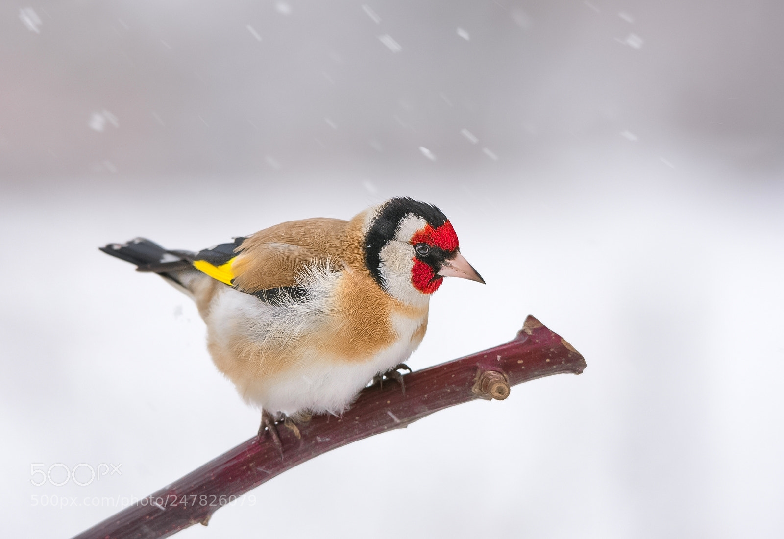 Nikon D7200 sample photo. Goldfinch photography