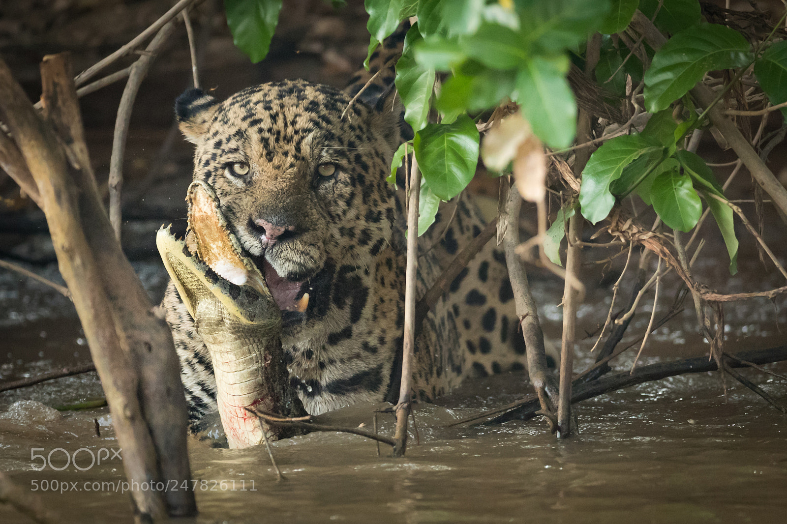 Canon EOS-1D X Mark II sample photo. A jaguar and a photography
