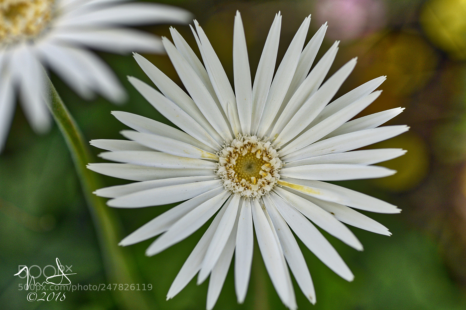 Nikon D750 sample photo. Gerbera daisy photography