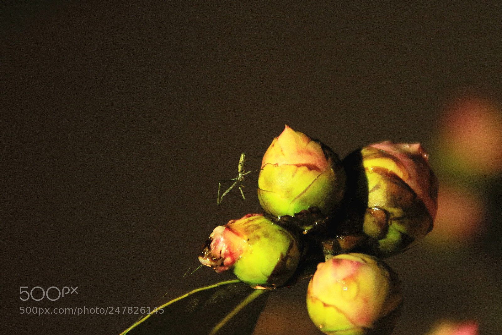 Canon EOS 7D Mark II sample photo. 舞者 photography