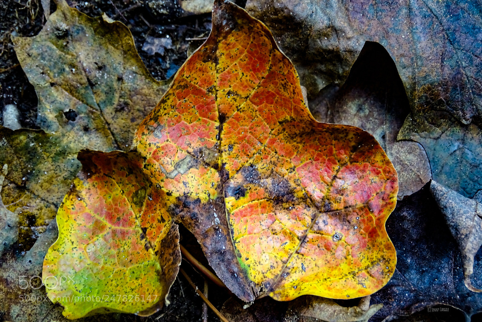 Sony Cyber-shot DSC-HX400V sample photo. The colors of fall photography