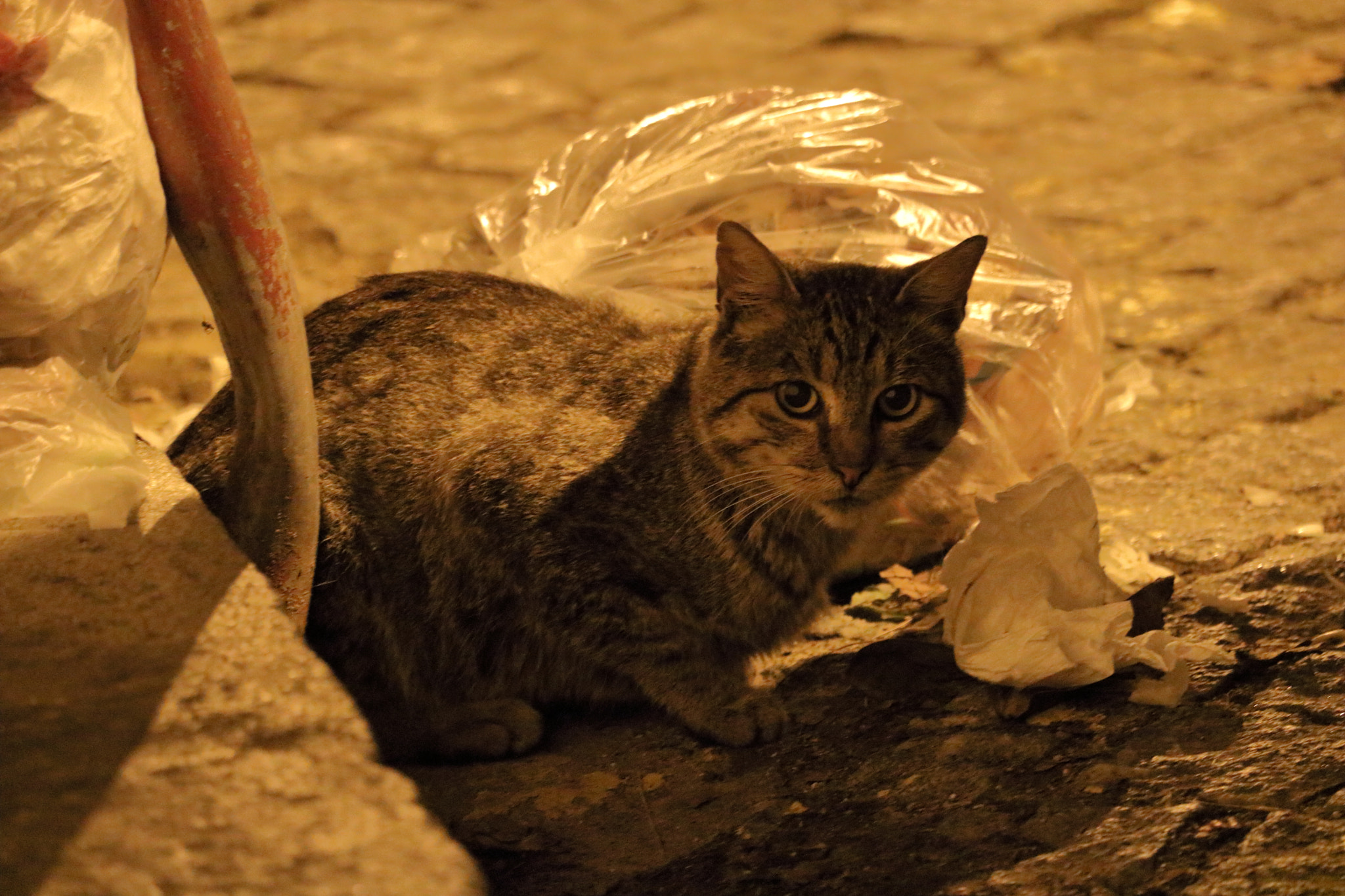 Canon EOS 750D (EOS Rebel T6i / EOS Kiss X8i) + Canon EF-S 55-250mm F4-5.6 IS STM sample photo. Stray cat photography