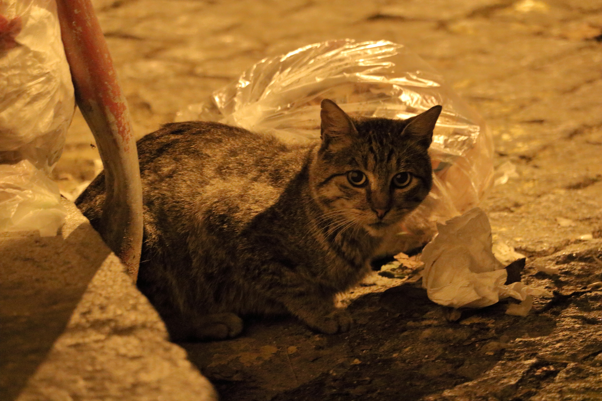 Canon EF-S 55-250mm F4-5.6 IS STM sample photo. Stray cat photography