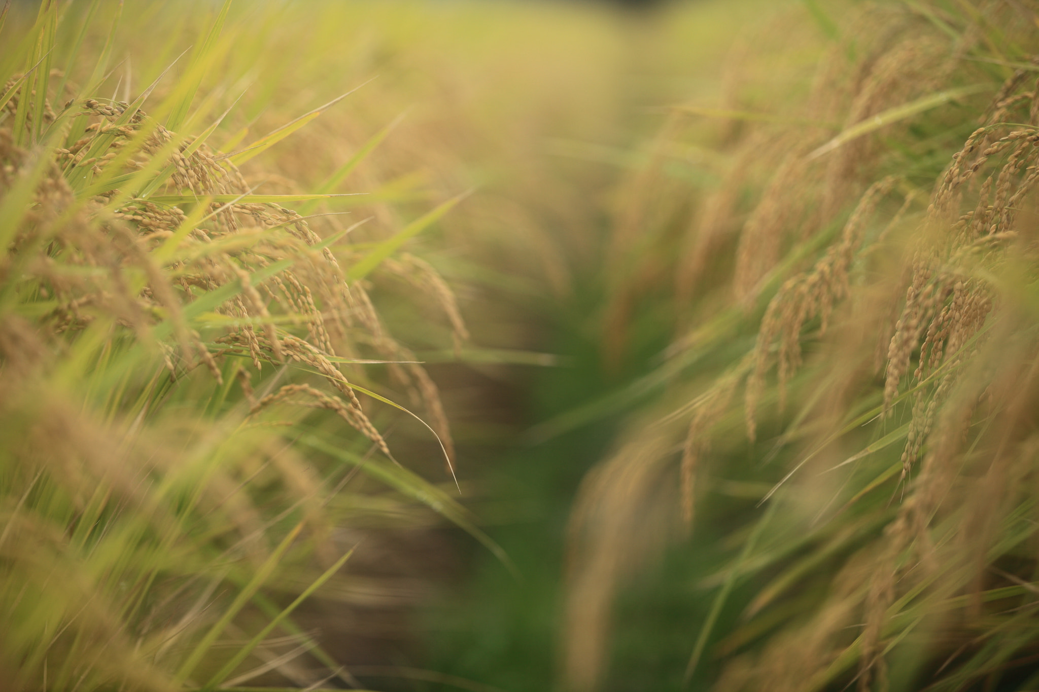 Canon EF 70-200mm F2.8L IS II USM sample photo. Img photography