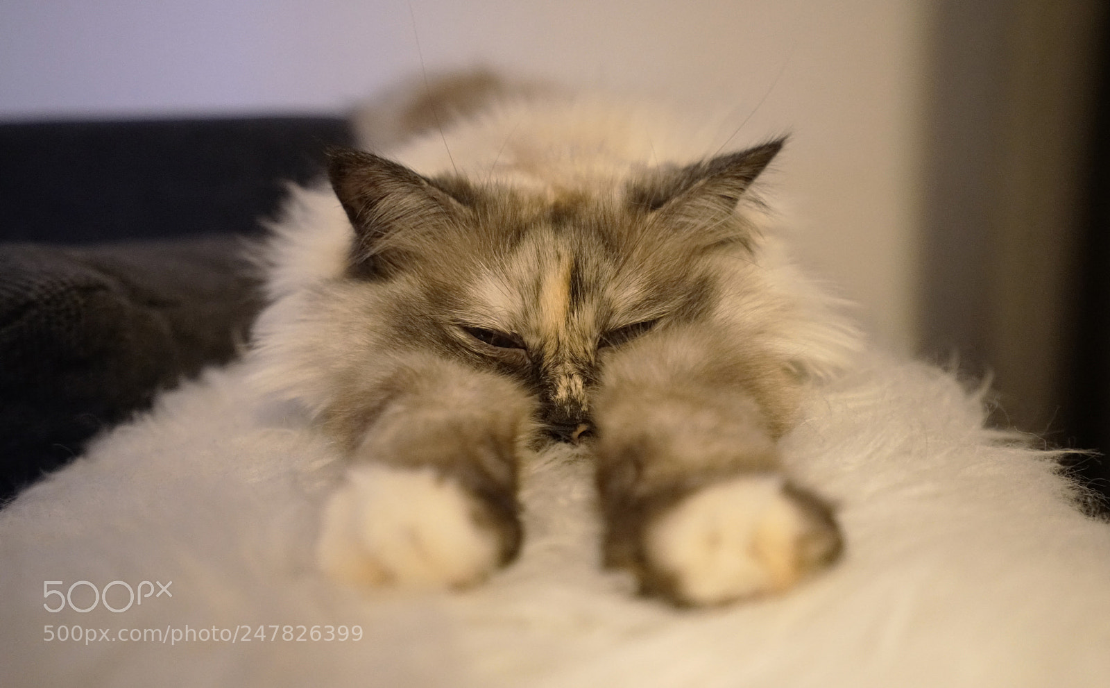 Sony a7R II sample photo. Sleepy cat photography