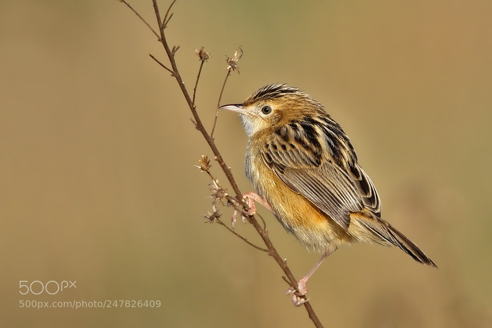 Nikon D7200 sample photo. Streaked fantail warbler photography