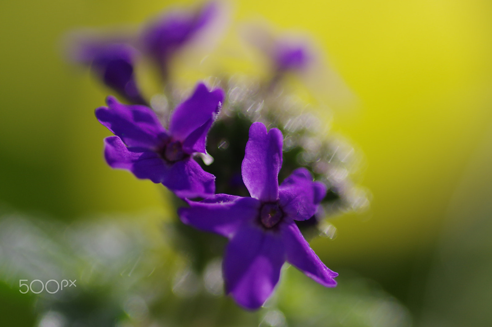 Pentax smc D-FA 100mm F2.8 Macro WR sample photo. Purple photography