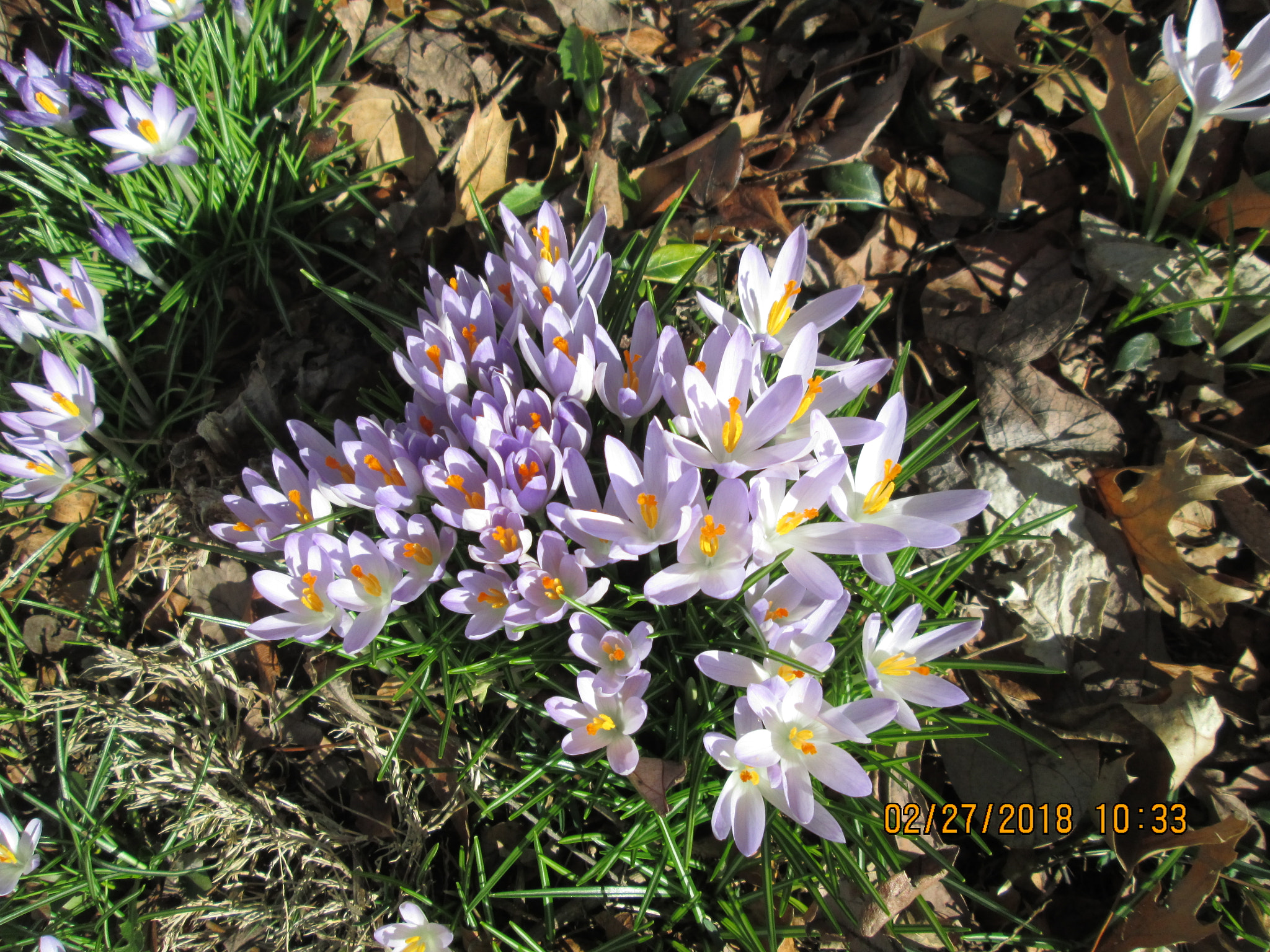Canon PowerShot A3400 IS sample photo. Spring crocus photography