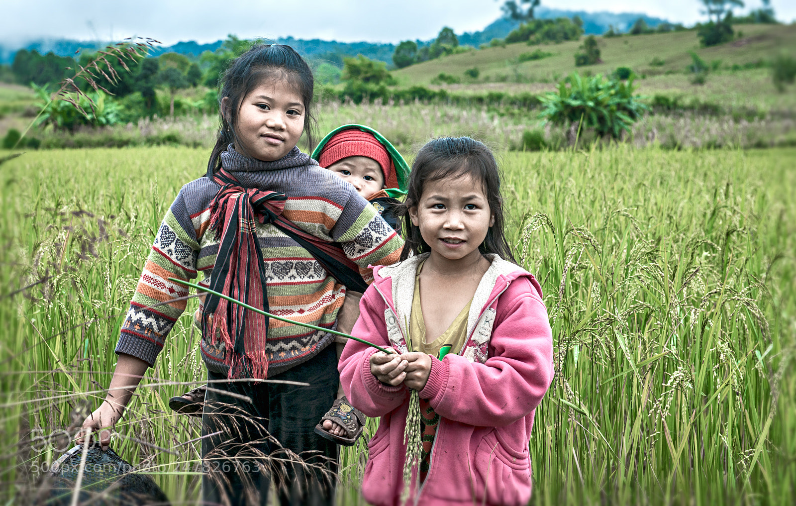 Nikon D800 sample photo. Rice fields / lao pdr photography