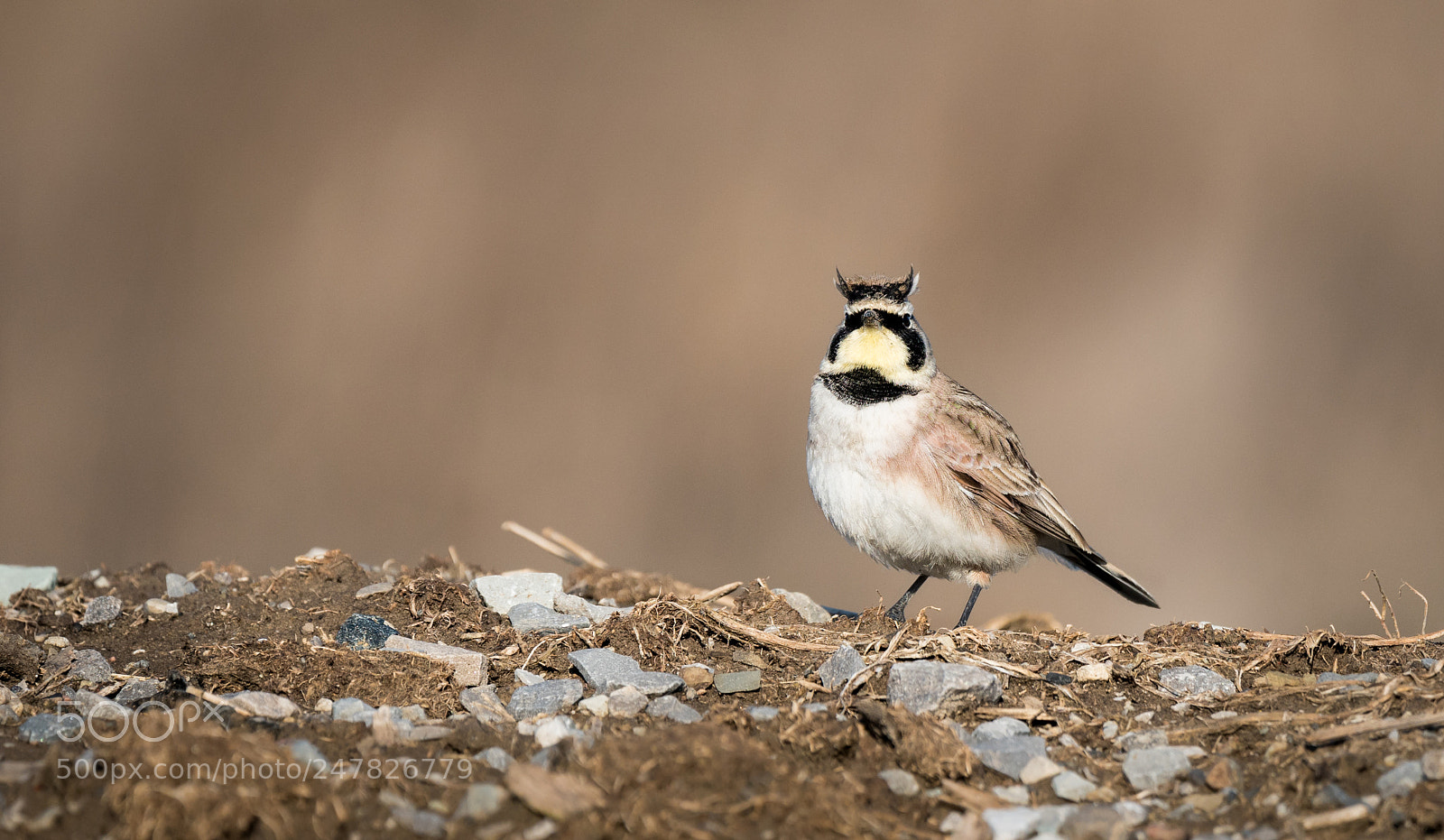 Sony a7R II sample photo. Horned lark posing brilliantly photography