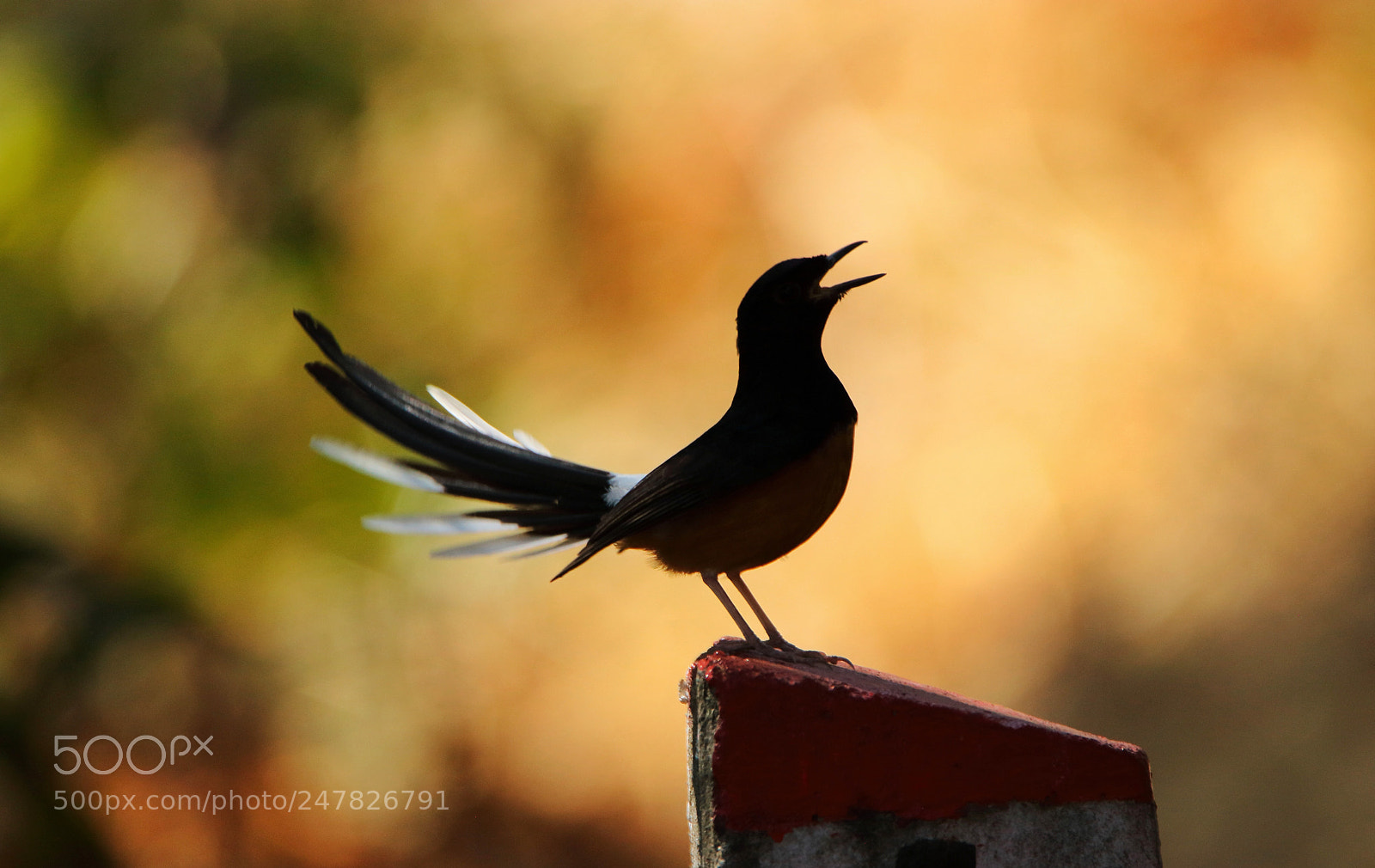Canon EOS 760D (EOS Rebel T6s / EOS 8000D) sample photo. White rumped shama photography