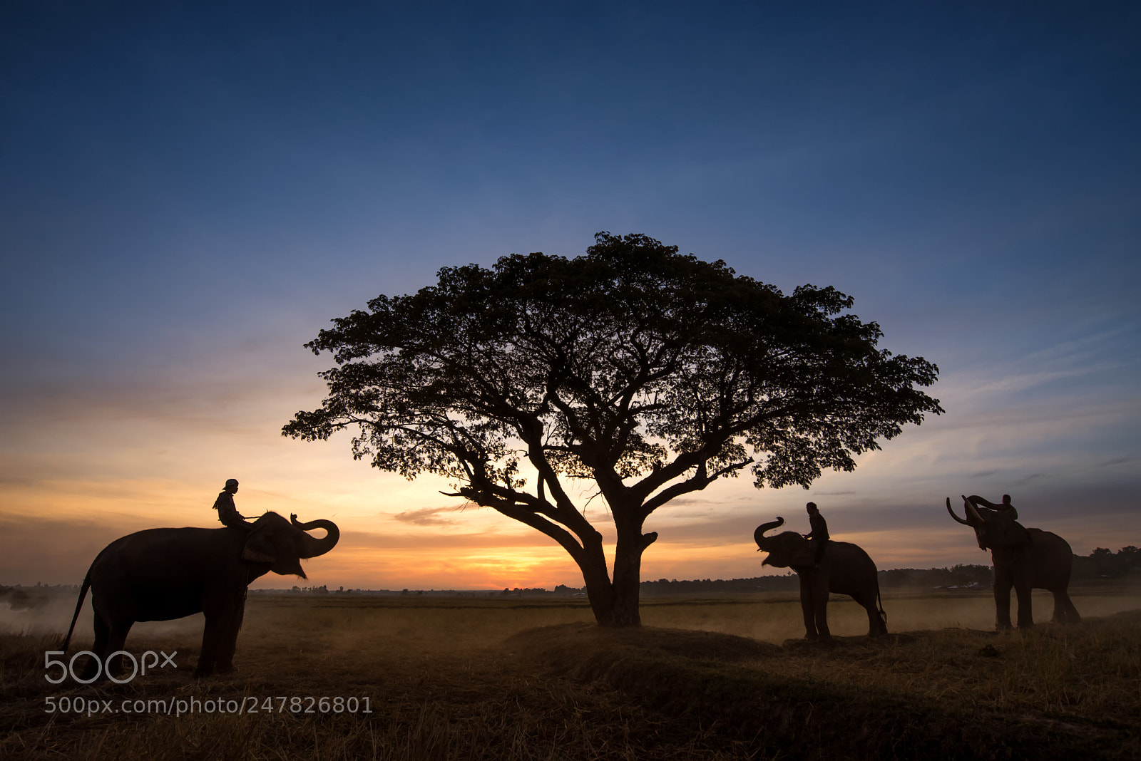 Nikon D600 sample photo. Silhouette mahout on elephant photography
