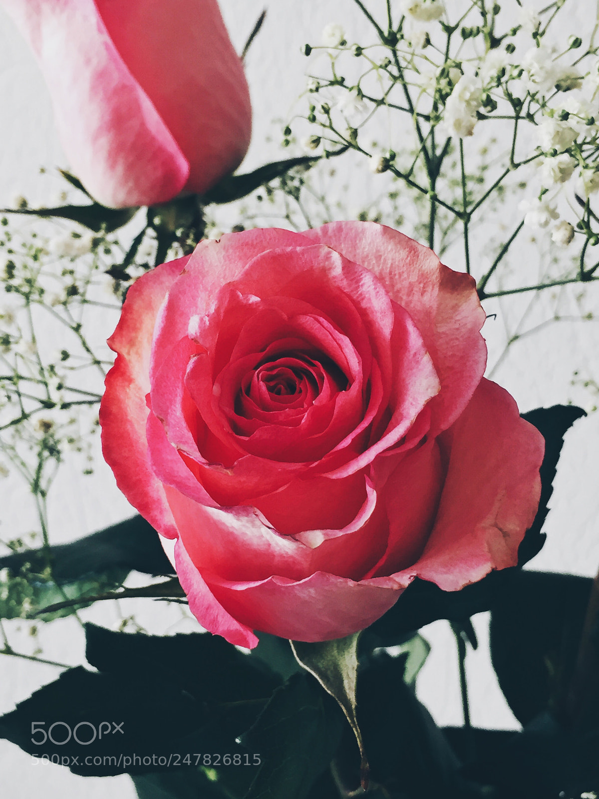 Apple iPhone 6 sample photo. Roses are red, my photography