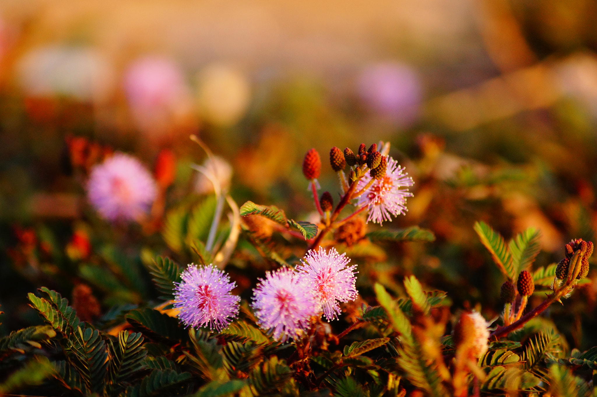 Sony DT 55-200mm F4-5.6 SAM sample photo. 花 photography