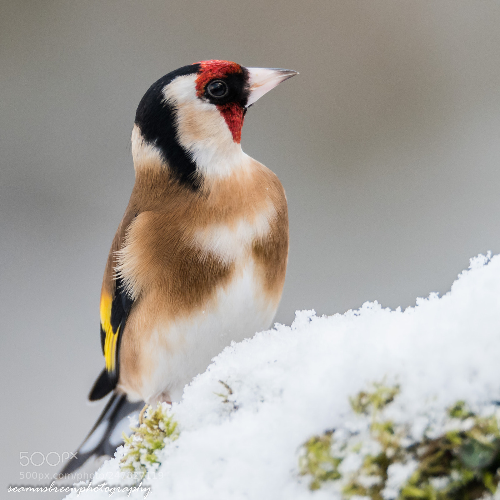 Nikon D850 sample photo. Goldfinch in the snow photography